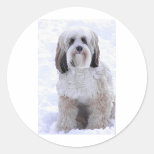 Sticker Rond Terrier tibétain sable et blanc