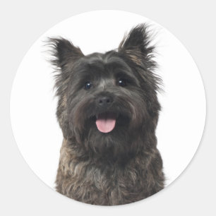 Sticker Rond Tervueren Cairn Terrier Amour Chien Maman Fourrure