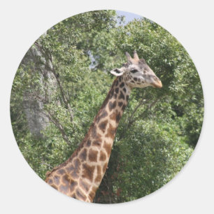 Sticker Rond tête de girafe