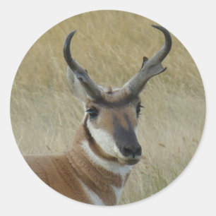Sticker Rond Tête de mâle Pronghorn Antilope touchée A21