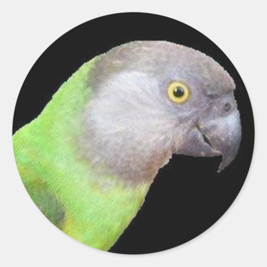 STICKER ROND TÊTE DE PARROT SÉNÉGAL (Devant)