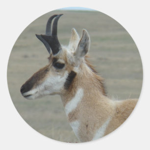 Sticker Rond Tête de pronghorn profil vue de côté A29