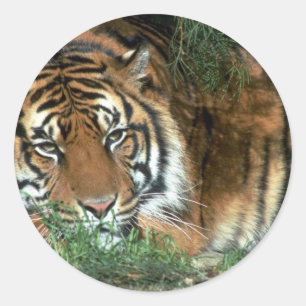 Sticker Rond Tête de repos de tigre sur la patte antérieure