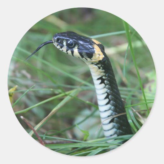 Sticker Rond Tête de serpent (Devant)
