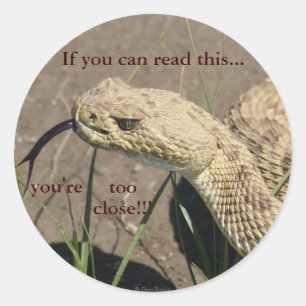 Sticker Rond Tête de serpent à sonnette des prairies R8