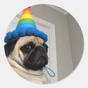 Sticker Rond Têtu de pug portant un chapeau de fête d'anniversa