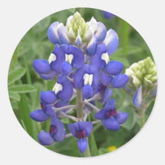 Sticker Rond Texas Bluebonnet