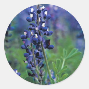 Sticker Rond Texas Bluebonnet-2-Best