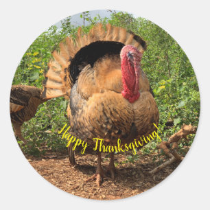 Sticker Rond Thanksgiving animal turc