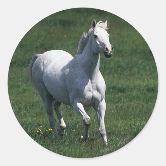 Sticker Rond Thoroughbred Mare (Devant)
