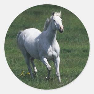 Sticker Rond Thoroughbred Mare