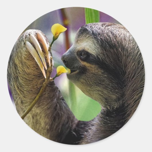 Sticker Rond Three-Toed Tree Sloth (Devant)