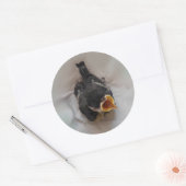 Sticker Rond Tidi my Bird le Parus Major (Enveloppe)