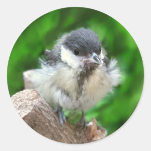Sticker Rond Tidi my Bird le Parus Major
