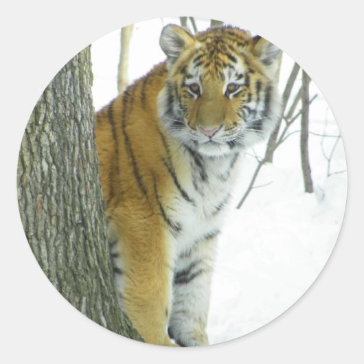 Sticker Rond Tiger Cub Dans La Neige À La Recherche Autour De L (Devant)