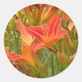 Sticker Rond Tiger Lily (Devant)