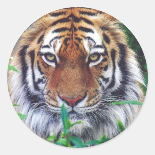 Sticker Rond Tiger Stare (Devant)