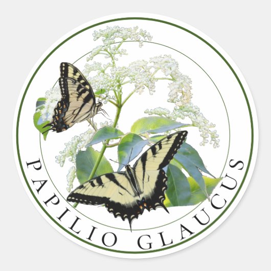 Sticker Rond Tiger Swallowtail Papilio Glaucus (Devant)