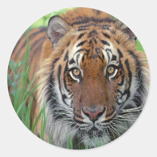 Sticker Rond Tigre (Devant)