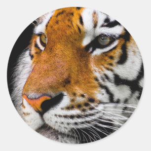 Sticker Rond Tigre