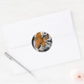 Sticker Rond Tigre (Enveloppe)
