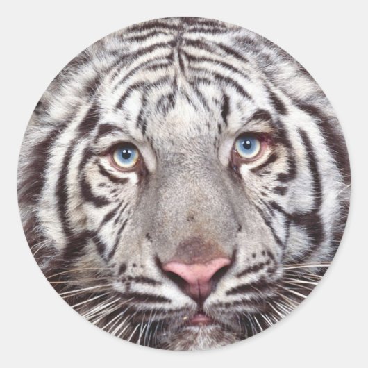 Sticker rond Tigre blanc (Devant)