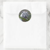 Sticker Rond Tigre blanc_6170e (Sac)