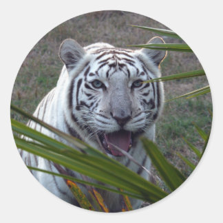 Sticker Rond Tigre blanc_6170e
