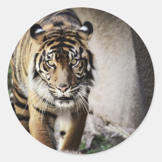 Sticker Rond Tigre de Sumatran (Devant)
