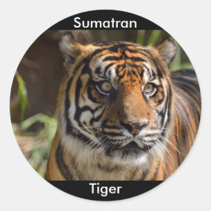 Sticker Rond Tigre de Sumatran