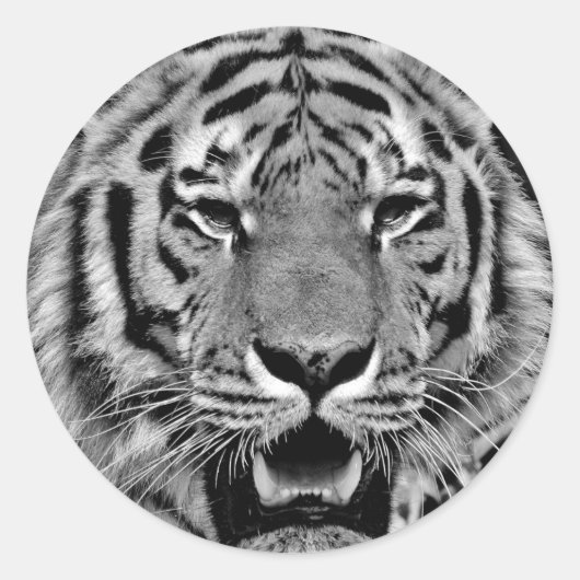 Sticker Rond Tigre noir et blanc (Devant)