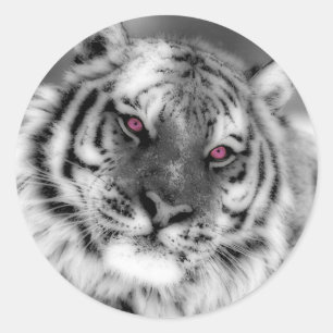 Sticker Rond Tigre observé par rose