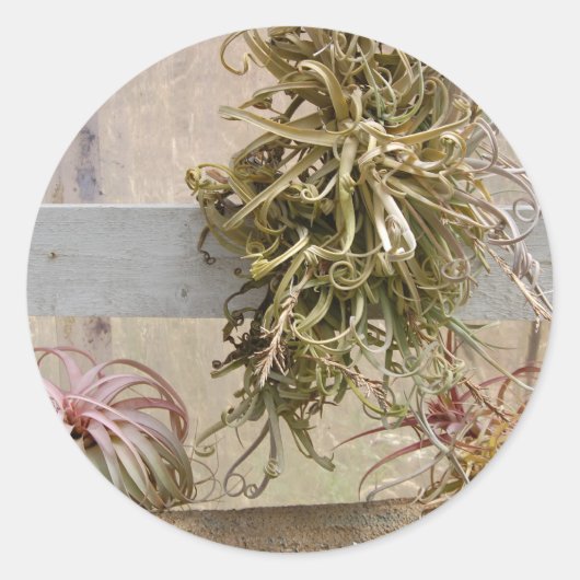 Sticker Rond Tillandsia (Devant)