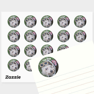 Sticker Rond Top Chien Cute Scruffy Puppy