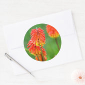 Sticker Rond Torch Lily (Kniphofia Uvaria), Cap occidental (Enveloppe)