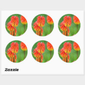 Sticker Rond Torch Lily (Kniphofia Uvaria), Cap occidental (Feuille)