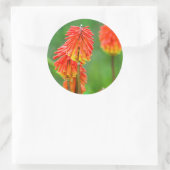 Sticker Rond Torch Lily (Kniphofia Uvaria), Cap occidental (Sac)