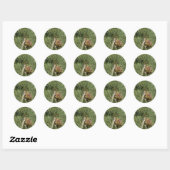 Sticker Rond Torrey Pine Closeup California Botanical (Feuille)