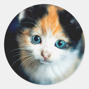 Sticker Rond Tortoiseshell kitten