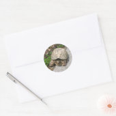 Sticker Rond Tortue (Enveloppe)