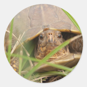 Sticker Rond Tortue à trois doigts
