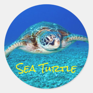 Sticker Rond Tortue de mer
