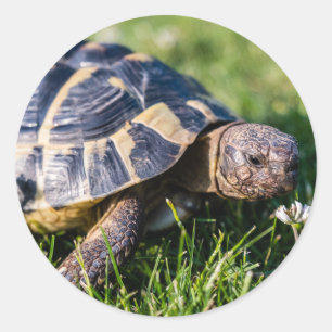 Sticker Rond Tortue grecque dans l'herbe