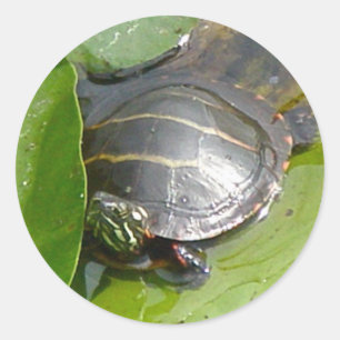 Sticker Rond Tortue peinte bébé sur Lilypad objets
