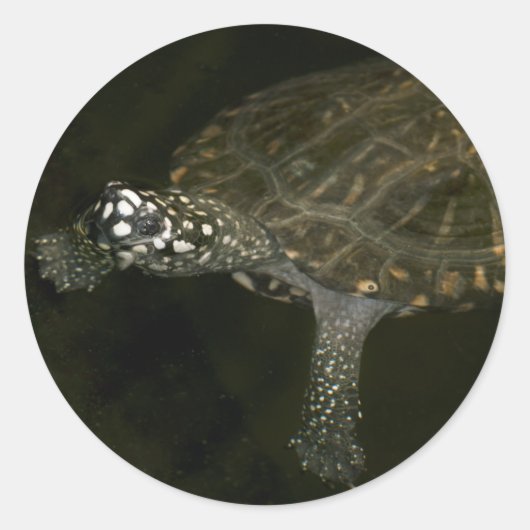 Sticker Rond Tortue qui nage (Devant)