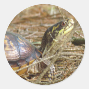 Sticker Rond Tortue - Sortie du cou