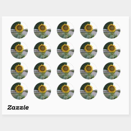 Sticker Rond Tournesol (Feuille)