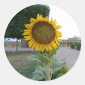 Sticker Rond Tournesol (Devant)
