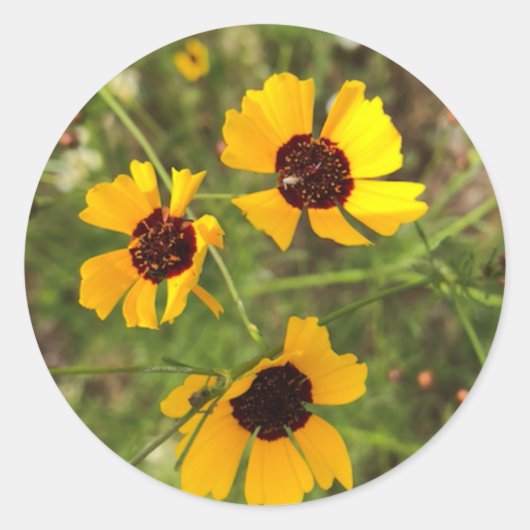 Sticker Rond Tournesol (Devant)