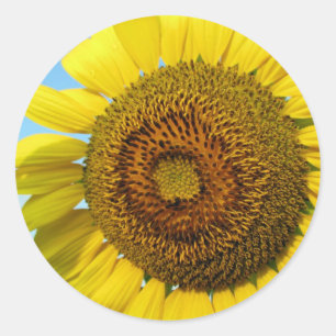 Sticker Rond Tournesol